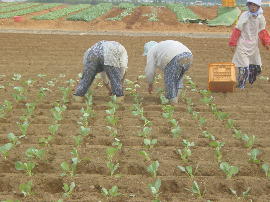 豊川用水 東細谷 キャベツ栽培