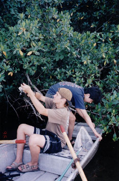 Catching Bush Fishing in Florida Page3