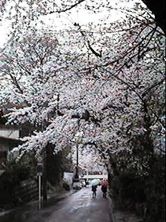 "Sakura",next to Iwayado senior hige school