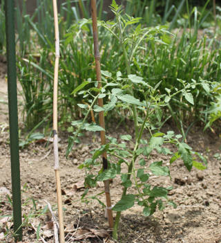 トマトの挿し木成長