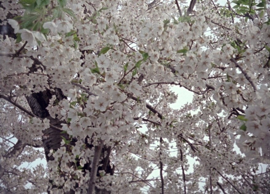 桜2