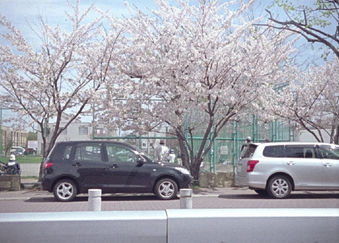 桜1