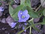 ezomiyamakuwagata