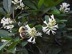 ezoyamaibota
