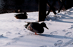 duck