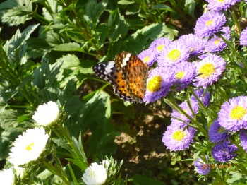 AX^[(light violet-butterfly)