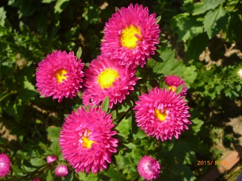 AX^[(pink1)
