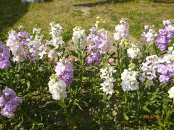 XgbN130502(2)