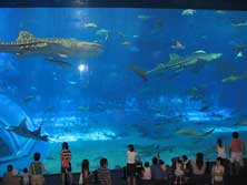 美ら海水族館メイン水槽「黒潮の海」