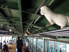 北海道の動物達