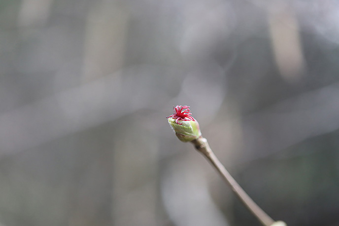 ハシバミ(雌花)