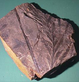 手取川上流地域の地層と化石