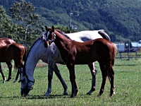 WjXeq