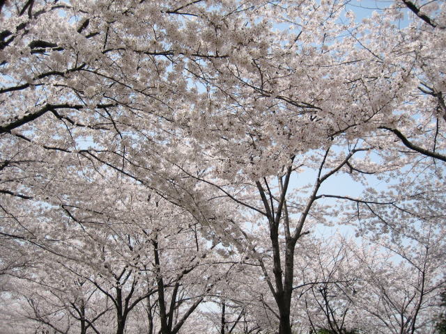 JR川口駅前の公園は桜の名所