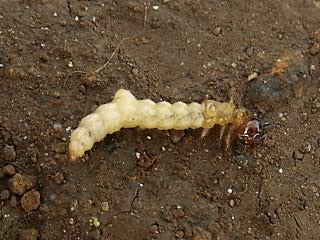 虫釣り 虫釣り
