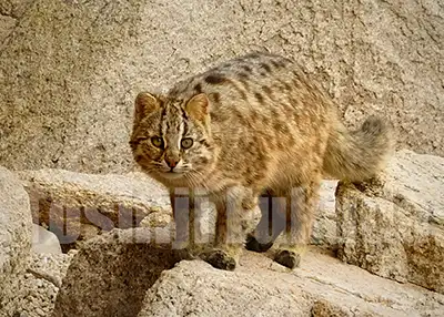 Amur leopard cat