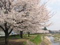 南浅川河川敷の桜