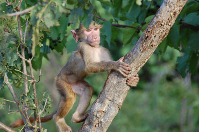 Baboon in Chobe