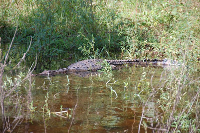 Crocodile in Chobe