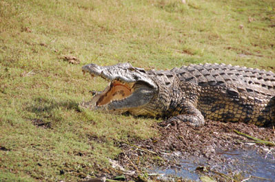 Crocodile in Chobe
