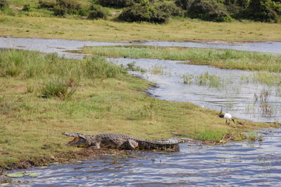 Crocodile in Chobe