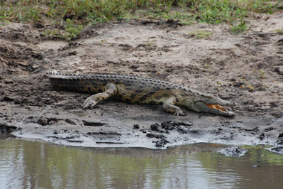 Crocodile in Chobe