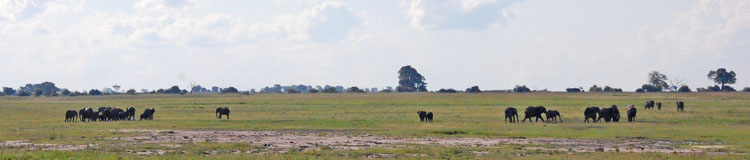 Elephant in Chobe