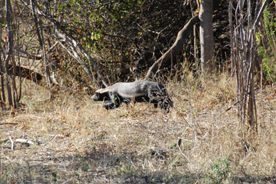 ? in Chobe