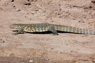 ? in Chobe