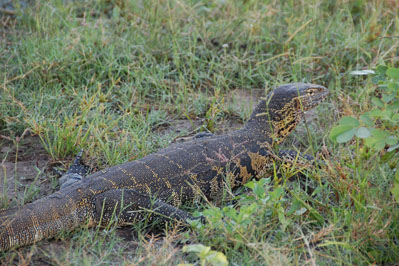 ? in Chobe
