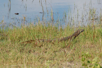 ? in Chobe