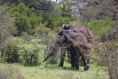 Animals in CKGR
