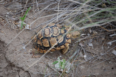 Animals in CKGR