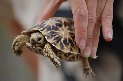 Animals in CKGR