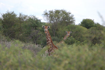 Animals in CKGR