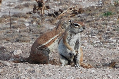 Animals in CKGR