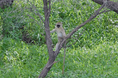 Animals in CKGR