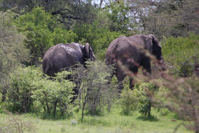 Animals in CKGR