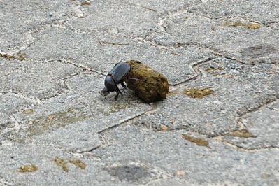 Animals in CKGR