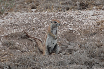 Animals in CKGR