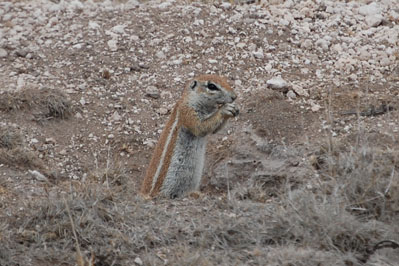 Animals in CKGR