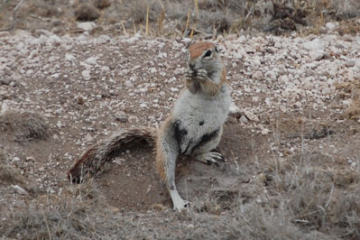 Animals in CKGR