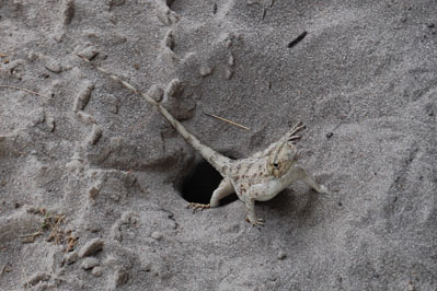 Animals in CKGR