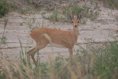 Antelope in CKGR