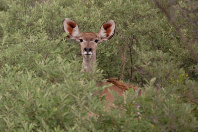 Antelope in CKGR