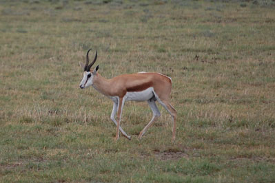 Antelope in CKGR