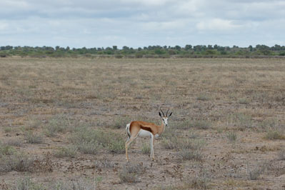 Antelope in CKGR