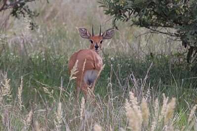 Antelope in CKGR