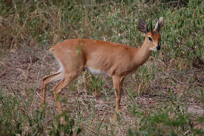 Antelope in CKGR