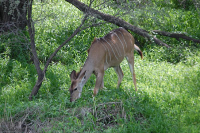 Antelope in CKGR